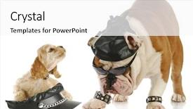  Presentation with puppy english cocker spaniel - Presentation theme consisting of english bulldog and cocker spaniel background and a white colored foreground