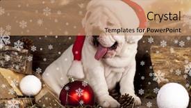  Presentation with english bulldog - Slides featuring english bulldog and hat of santa claus background and a coral colored foreground