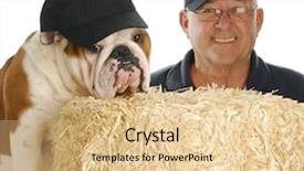  Presentation with straw bale - Amazing PPT layouts having english bulldog and owner wearing backdrop and a lemonade colored foreground