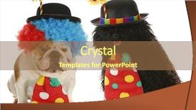  Presentation with english bulldog - Theme consisting of english bulldog and puli dressed background and a  colored foreground