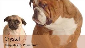  Presentation with cute christmas pug puppy dog - Slide deck having english bulldog annoyed with pug background and a coral colored foreground