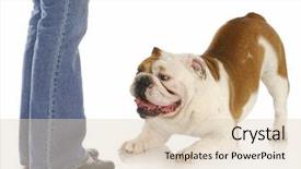  Presentation with english bulldog - Presentation theme enhanced with english bulldog begging to play at owner's feet on white background background and a lemonade colored foreground