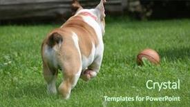  Presentation with english bulldog - Slides featuring english bulldog chasing ball outide background and a tawny brown colored foreground
