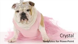  Presentation with english bulldog - Presentation theme with english bulldog dressed up background and a lemonade colored foreground