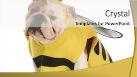  Presentation with english bulldog - Cool new theme with english bulldog dressed up backdrop and a white colored foreground