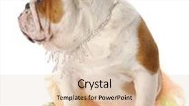  Presentation with diamond - PPT layouts with english bulldog female wearing tutu and diamond jewellry background and a lemonade colored foreground