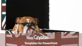  Presentation with spoken english - Amazing PPT layouts having english bulldog in a british backdrop and a tawny brown colored foreground