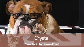  Presentation with english bulldog - PPT layouts consisting of english bulldog in a british background and a coral colored foreground