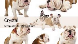  Presentation with world english arabic different languages - Audience pleasing theme consisting of english bulldog in different poses backdrop and a lemonade colored foreground