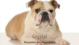  Presentation with english bulldog - Slide set having english bulldog laying down isolated on white background background and a soft green colored foreground