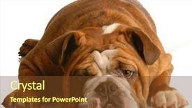  Presentation with english bulldog - Theme with english bulldog laying down looking at viewer isolated on white background background and a tawny brown colored foreground