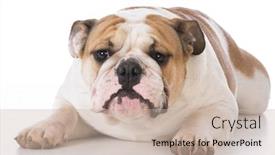  Presentation with english bulldog - Audience pleasing PPT layouts consisting of english bulldog laying down on white background backdrop and a soft green colored foreground