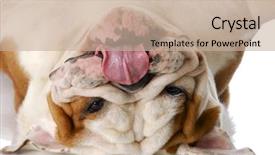  Presentation with english bulldog - PPT theme enhanced with english bulldog laying upside down background and a mint green colored foreground