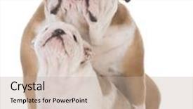  Presentation with english bulldog - PPT layouts consisting of english bulldog mother and daughter on white background background and a mint green colored foreground