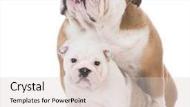  Presentation with english bulldog - Audience pleasing theme consisting of english bulldog mother and daughter on white background backdrop and a lemonade colored foreground