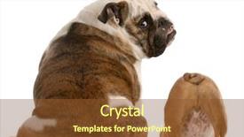  Presentation with puppy english cocker spaniel - Slides enhanced with english bulldog mother and puppy background and a tawny brown colored foreground