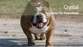  Presentation with english bulldog - Theme with english bulldog moving - six year old female background and a coral colored foreground