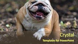  Presentation with woods - Cool new presentation theme with english bulldog outside running backdrop and a tawny brown colored foreground