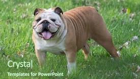  Presentation with english bulldog - Presentation theme enhanced with english bulldog outside in the grass background and a tawny brown colored foreground