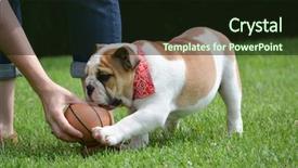  Presentation with english bulldog - PPT layouts featuring english bulldog playing ball outide background and a wine colored foreground