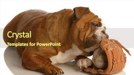  Presentation with english bulldog - Beautiful presentation theme featuring english bulldog playing with baseball backdrop and a tawny brown colored foreground