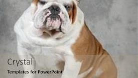  Presentation with english bulldog - PPT theme consisting of english bulldog portrait - 4 year old male background and a coral colored foreground
