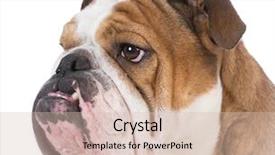  Presentation with english bulldog - Theme enhanced with english bulldog portrait on white background and a soft green colored foreground