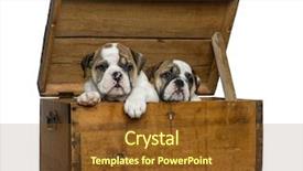  Presentation with english bulldog - Colorful presentation theme enhanced with english bulldog puppies in a wooden chest in front of white background backdrop and a tawny brown colored foreground