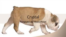  Presentation with english bulldog - Cool new PPT theme with english bulldog puppy 2 months backdrop and a coral colored foreground