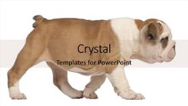  Presentation with english alphabet set in old - Amazing presentation design having english bulldog puppy 2 months backdrop and a coral colored foreground