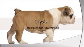  Presentation with english alphabet set in old - Presentation theme consisting of english bulldog puppy 2 months background and a coral colored foreground