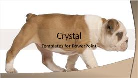  Presentation with english bulldog - Cool new slide deck with english bulldog puppy 2 months backdrop and a coral colored foreground