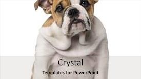  Presentation with puppy english cocker spaniel - PPT layouts consisting of natural eurasian pochard duck couple aythya ferina swimming background and a seafoam green colored foreground.