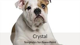  Presentation with english bulldog - Audience pleasing PPT theme consisting of english bulldog puppy 3 months backdrop and a light gray colored foreground