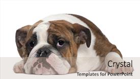  Presentation with english bulldog - PPT theme featuring english bulldog puppy 4 months background and a coral colored foreground