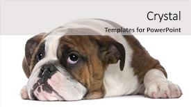  Presentation with english bulldog - Beautiful PPT theme featuring english bulldog puppy 4 months backdrop and a light gray colored foreground