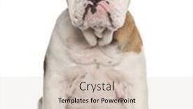  Presentation with english bulldog - Beautiful theme featuring english bulldog puppy 4 months old sitting against white background backdrop and a soft green colored foreground