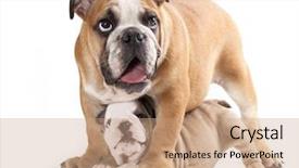  Presentation with cute christmas pug puppy dog - Presentation theme enhanced with english bulldog puppy and adult background and a coral colored foreground