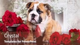  Presentation with english bulldog - Colorful slides enhanced with english-bulldog-puppy-and-red backdrop and a tawny brown colored foreground