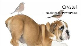  Presentation with puppy english cocker spaniel - PPT theme having english bulldog puppy bottom up background and a white colored foreground