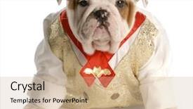  Presentation with english bulldog - Presentation theme consisting of english bulldog puppy dressed up wearing shirt and tie background and a coral colored foreground