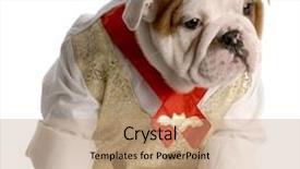  Presentation with english bulldog - Amazing slide deck having english bulldog puppy dressed up wearing shirt and tie backdrop and a coral colored foreground