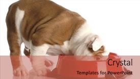  Presentation with english food - Amazing presentation theme having english bulldog puppy eating backdrop and a red colored foreground