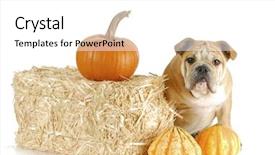  Presentation with puppy english cocker spaniel - Cool new presentation theme with english bulldog puppy in autumn backdrop and a white colored foreground