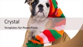  Presentation with english bulldog - Audience pleasing presentation design consisting of english bulldog puppy in gnome backdrop and a soft green colored foreground