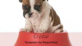  Presentation with english food - Amazing presentation having english bulldog puppy inside a red dog food bowl isolated on white background backdrop and a red colored foreground
