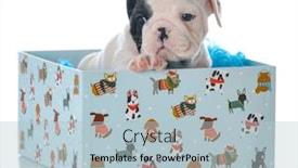  Presentation with english bulldog - Cool new presentation design with english bulldog puppy inside a blue wrapped gift box isolated on white background backdrop and a light blue colored foreground