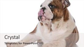  Presentation with english bulldog - Colorful theme enhanced with english bulldog puppy laying down isolated on white background - 5 months old backdrop and a lemonade colored foreground