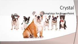  Presentation with english bulldog - Presentation with english bulldog puppy leading background and a white colored foreground