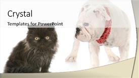  Presentation with persian - Colorful theme enhanced with two cats staring - english bulldog puppy looking backdrop and a white colored foreground